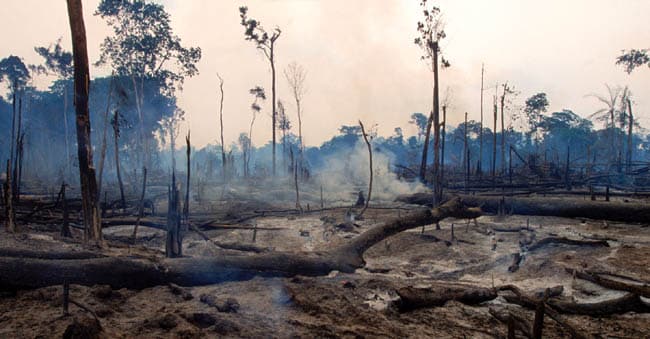 , Infos socialisme: Déforestation en Amazonie : une bombe à retardement pour de nouvelles pandémies